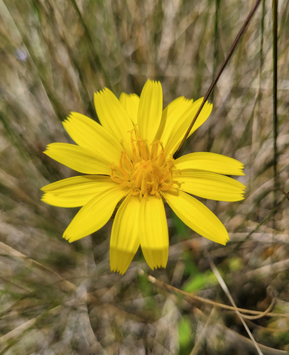 Yam Daisy (Microseris lanceolata)