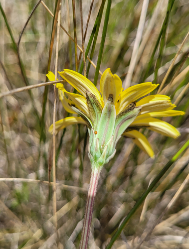 Microseris lanceolata, photograph 2