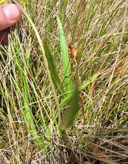 (c) Eamonn Culhane, some rights reserved (CC BY) Microseris lanceolata, photograph (c) Eamonn Culhane, some rights reserved (CC BY)