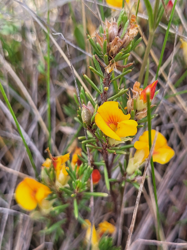 alpine bush-pea (Pultenaea fasciculata)