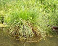 Carex paniculata