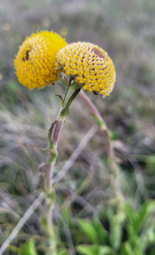 Orange Billy Buttons (Craspedia aurantia)