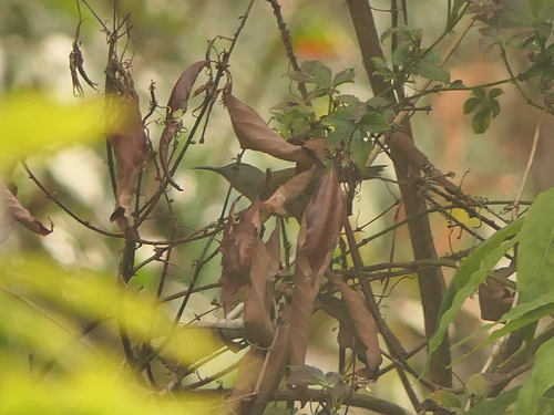 Green-tailed Sunbird (Aethopyga nipalensis), photo 5