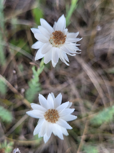 Rhodanthe anthemoides, photograph 6