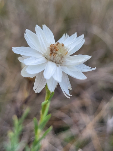 Chamomile Sunray (Rhodanthe anthemoides)