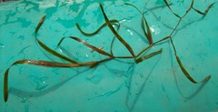 Potamogeton compressus