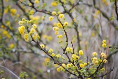 Vachellia schaffneri bravoensis