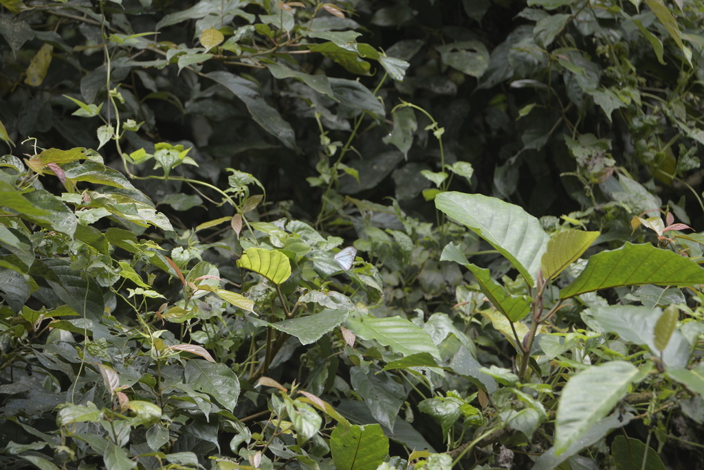 Common Wanderer? (Pareronia valeria)