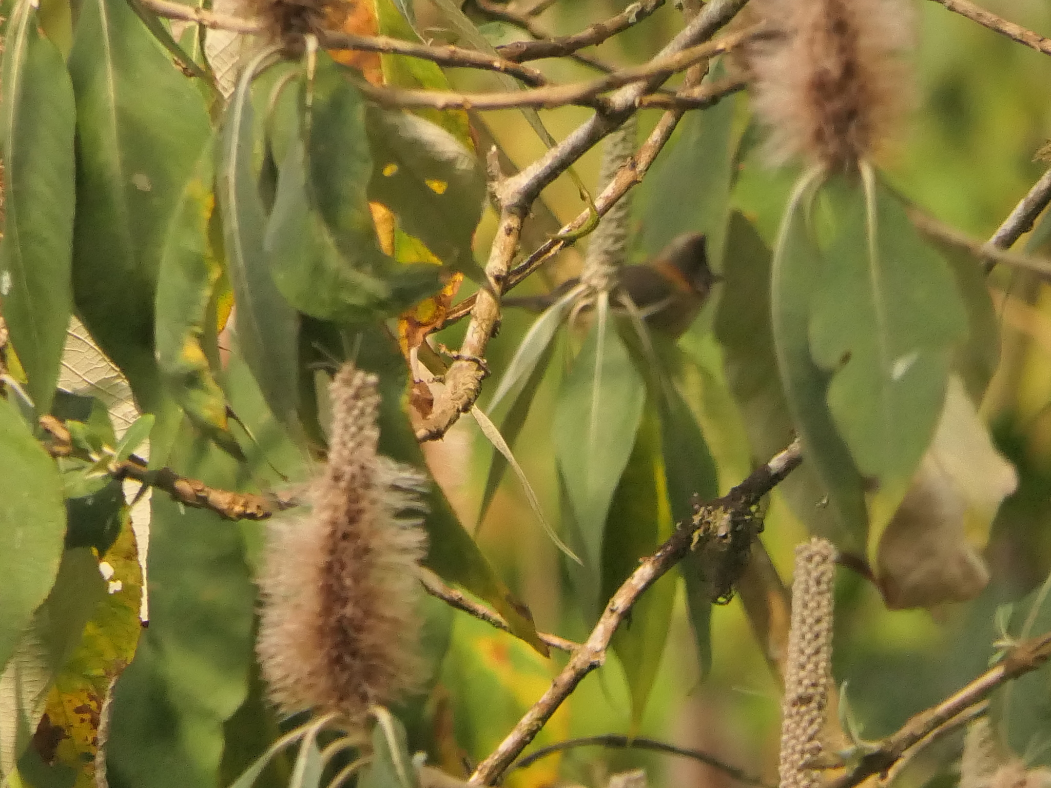 Whiskered Yuhina (Yuhina flavicollis), photo 2