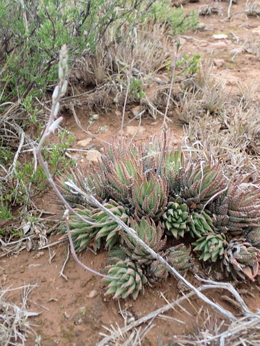 Haworthiopsis glauca var. herrei 3