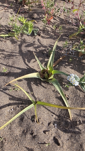 Colchicum psammophilum
