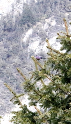 White-browed Tit-warbler (Leptopoecile sophiae), photo 4