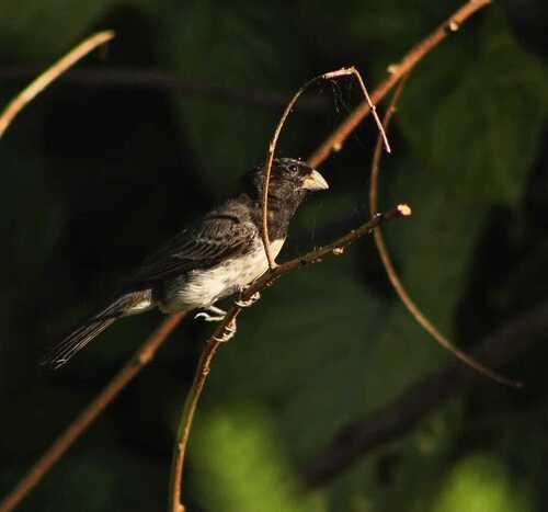 Dubois's Seedeater (Sporophila ardesiaca)