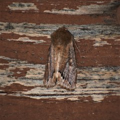 Orthosia garmani