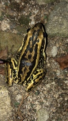 Pulchrana