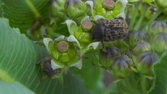 Xysmalobium stockenstromense