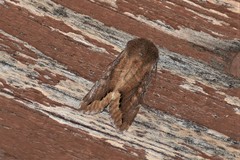 Orthosia garmani