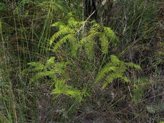 Gleichenia ×punctulata