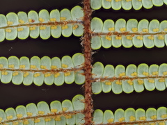 Gleichenia ×punctulata