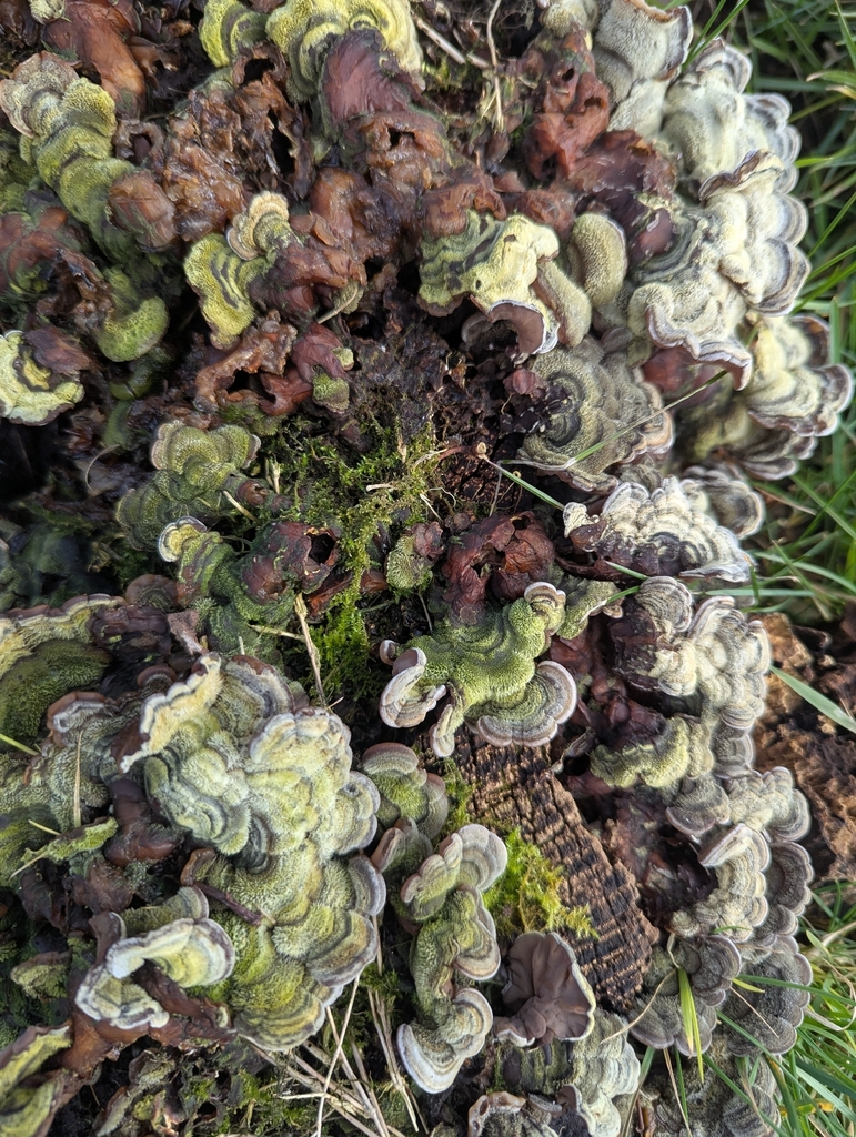 Auricularia mesenterica · February 2026 · photo: © ohwhen (iNaturalist, cc-by)