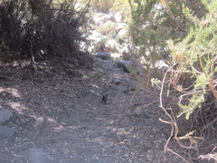 Pteroptochos megapodius