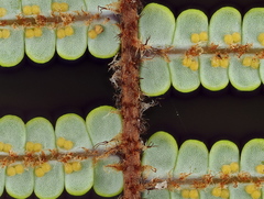 Gleichenia ×punctulata
