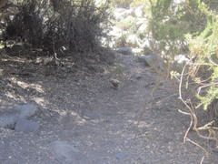 Pteroptochos megapodius