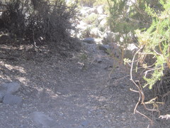 Pteroptochos megapodius