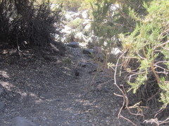 Pteroptochos megapodius