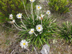 Celmisia spectabilis