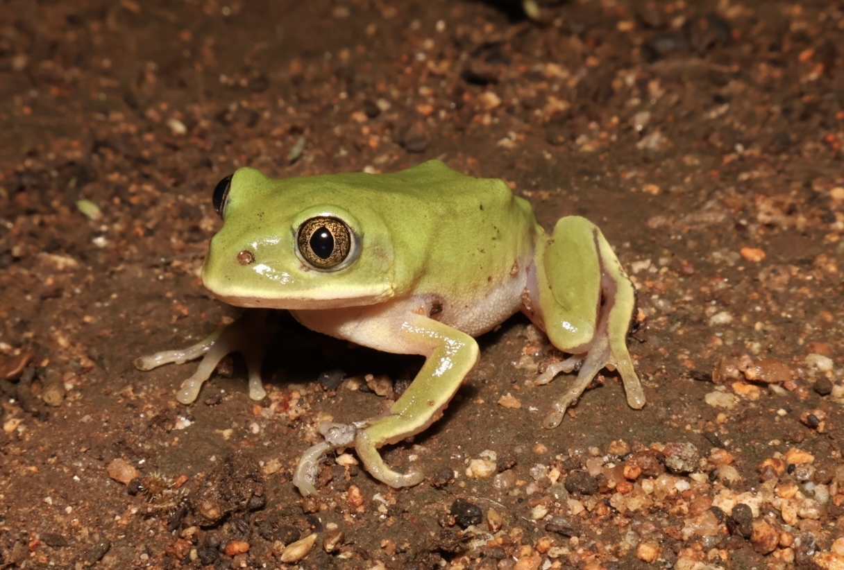 Leptopelis mossambicus Poynton, 1985