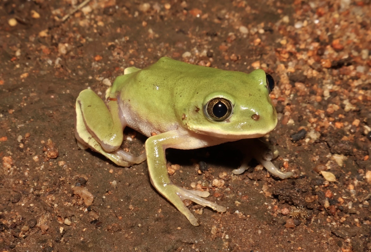 Leptopelis mossambicus Poynton, 1985