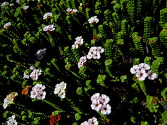 Euchaetis meridionalis
