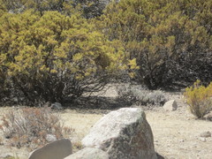 Pteroptochos megapodius
