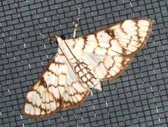 Aphytoceros lucusalis