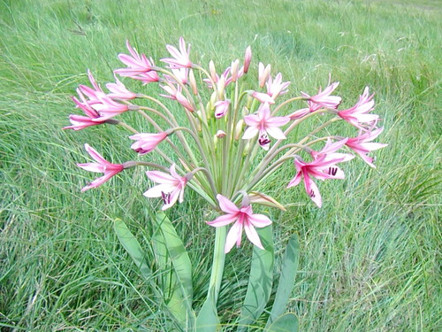 Image of Brunsvigia grandiflora by (c) Gerhard Sieburg, some rights reserved (CC BY-SA)