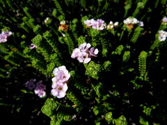 Euchaetis meridionalis