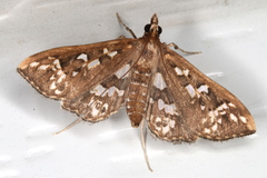 Ischnurges illustralis