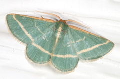 Mixocera latilineata