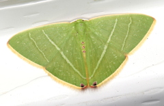 Urolitha bipunctifera