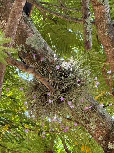 Tillandsia mallemontii, photograph 4