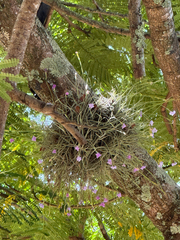 Tillandsia mallemontii, photograph (c) André Ambrozio, some rights reserved (CC BY)