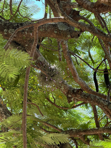 Tillandsia mallemontii, photograph 6