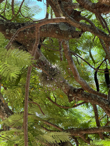 Tillandsia mallemontii, photograph 5