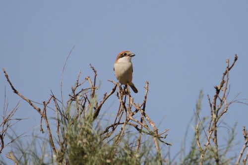 Woodchat Shrike (Lanius senator), photo 2
