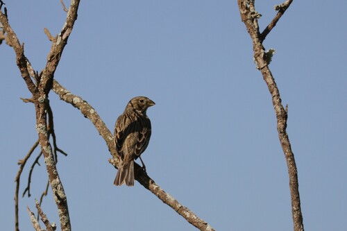 Corn Bunting