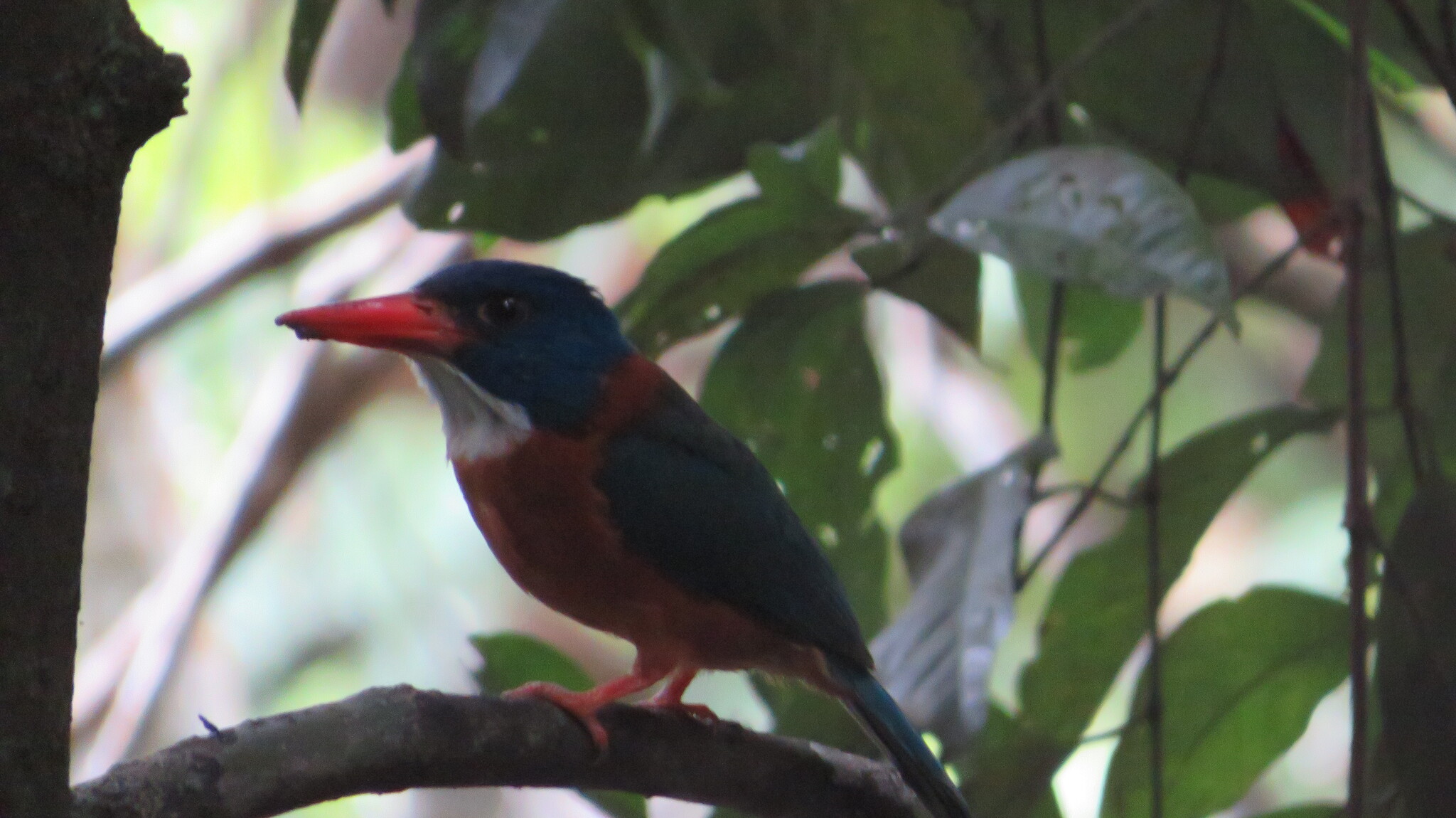 Green-backed Kingfisher (Actenoides monachus), photo 2