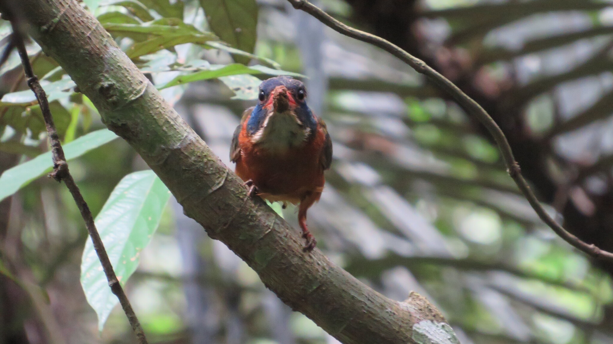 Green-backed Kingfisher (Actenoides monachus), photo 1