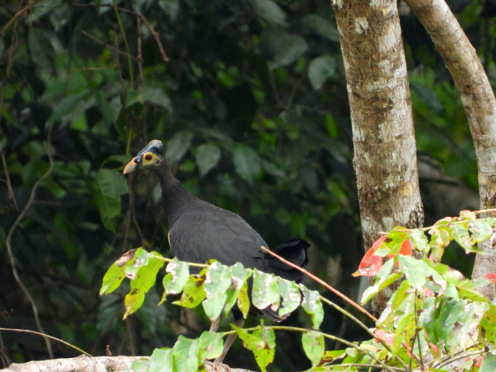 Maleo senkawor (Macrocephalon maleo)