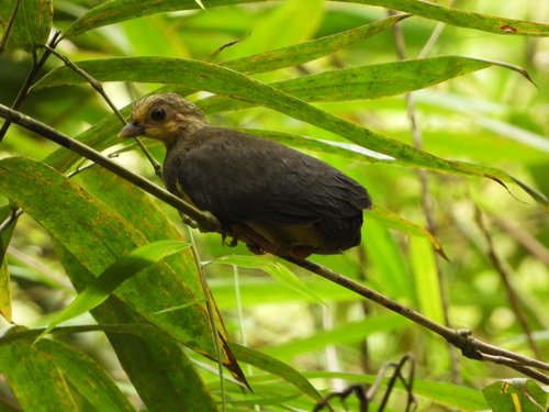 Macrocephalon maleo